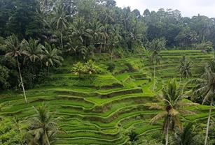 Tarasy ryżowe Tegallalang