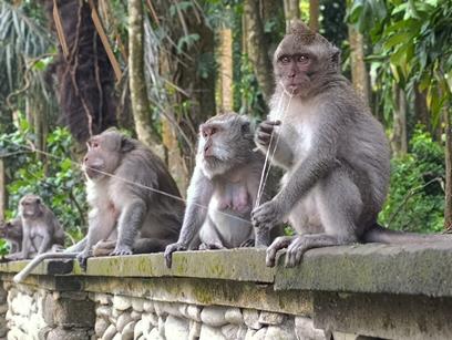 Makaki w świętym gaju Sangeh